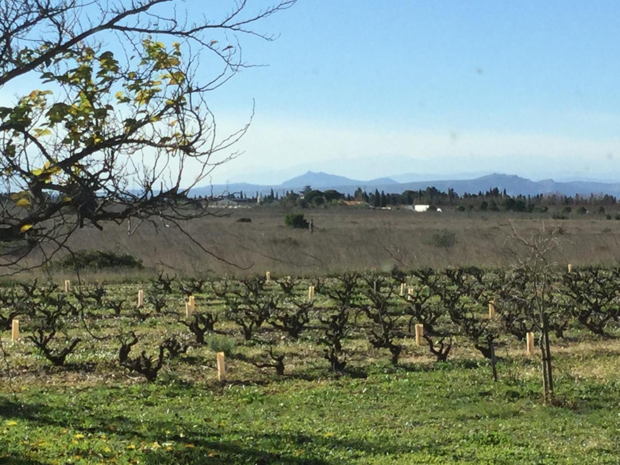 Mas Soleil Et Vignes Bed & Breakfast Saint-Hippolyte  Exterior foto